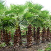 Washingtonia robusta