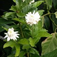 Jasminum sambac