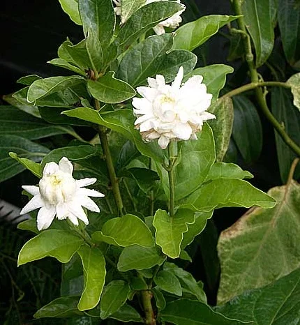 Jasminum sambac