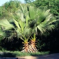 Washingtonia filifera