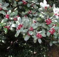 Pittosporum crassifolium