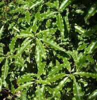 Pittosporum eugenioides