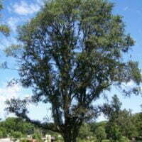 Ulmus procera 'Louis van Houtte'