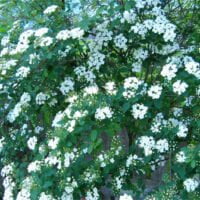 Spiraea prunifolia
