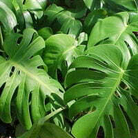 Monstera deliciosa