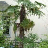 Trachycarpus fortunei