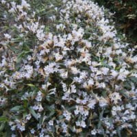 Strobilanthes anisophyllus