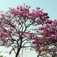 Tabebuia pentaphylla