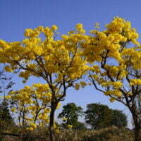 Tabebuia chrysotricha