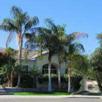 Syagrus romanzoffianum