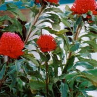 Telopea speciosissima