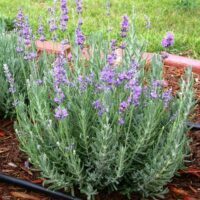 Lavandula angustifolia
