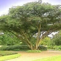 Acacia sieberiana var. Woodii