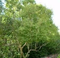 Heteropyxis natalensis