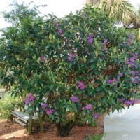 Tibouchina urvilleana