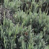 Lavandula lanata