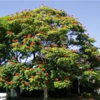 Stenocarpus sinuatus