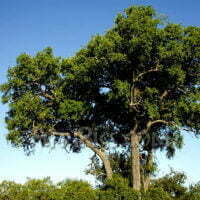 Spirostachys africana