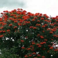 Spathodea campanulata