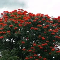 Spathodea campanulata