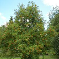 Sorbus aucuparia