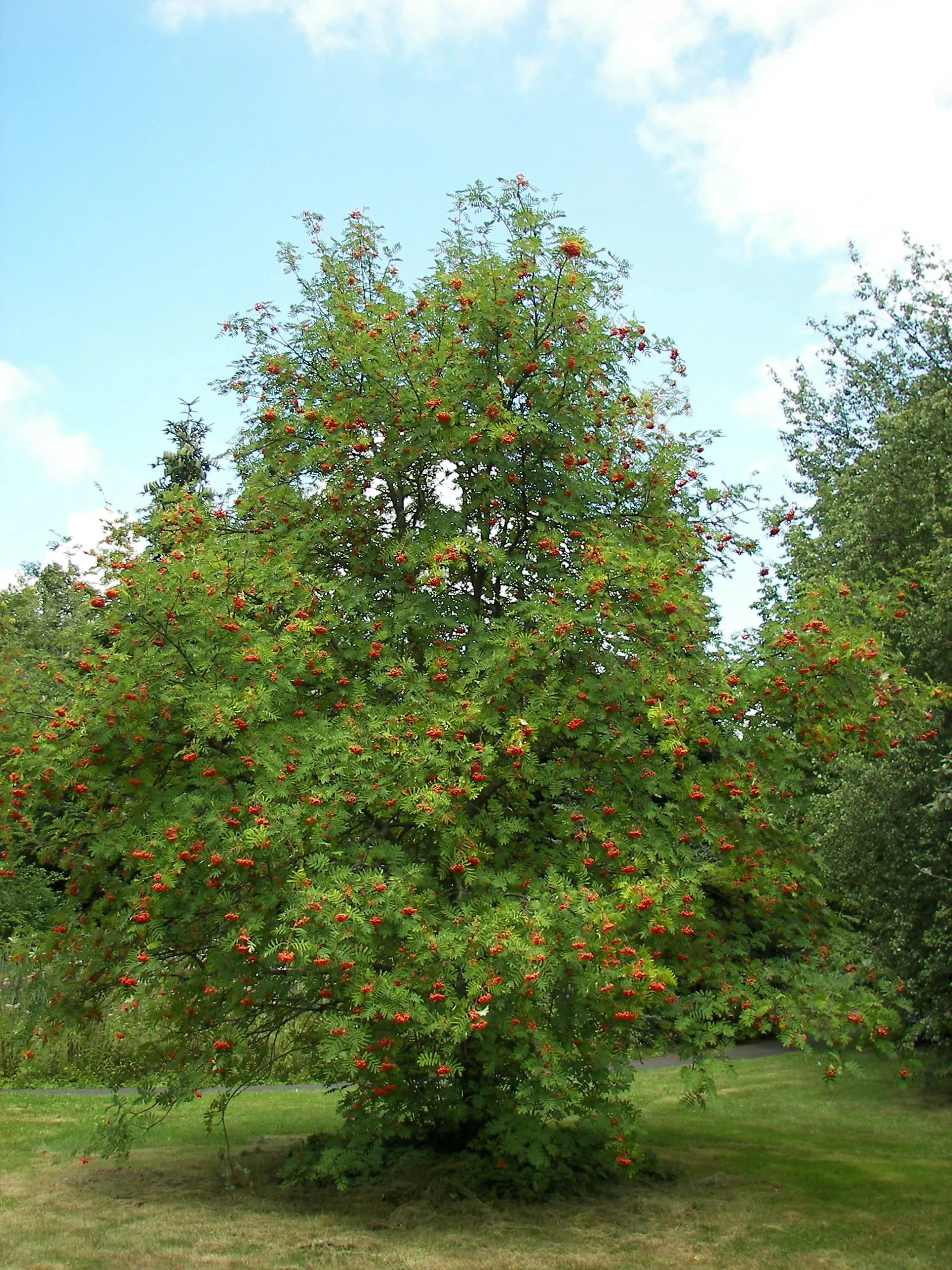 Sorbus aucuparia