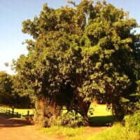 Searsia chirindensis