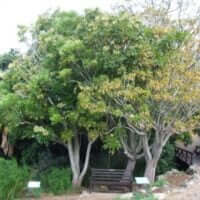 Schefflera umbellifera