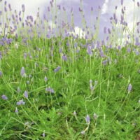 Lavandula pinnata
