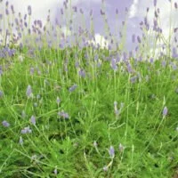 Lavandula pinnata