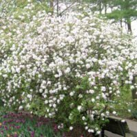 Viburnum x burkwoodii