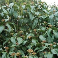 Viburnum cinnamomifolium