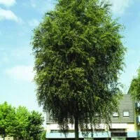 Populus simonii 'Fastigiata'