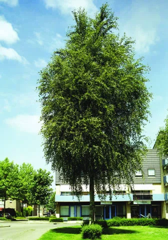 Populus simonii 'Fastigiata'