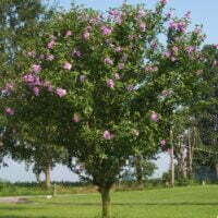 Hibiscus syriacus