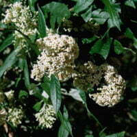 Buddleja auriculata