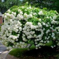 Hydrangea paniculata