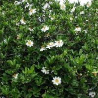 Xylotheca kraussiana