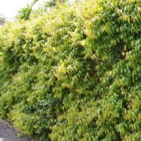 Xylosma congestum (=X. senticosum)