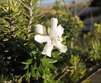 Westringia fruticosa