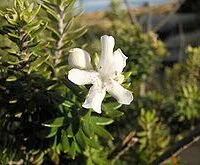 Westringia fruticosa