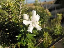 Westringia fruticosa