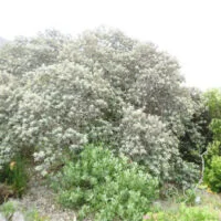 Tarchonanthus camphoratus