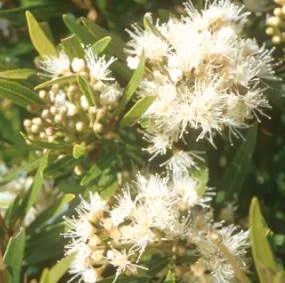Syzygium pondoense