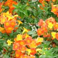 Streptosolen jamesonii