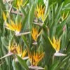 Strelitzia reginae
