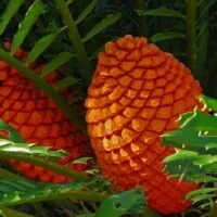 Cycads