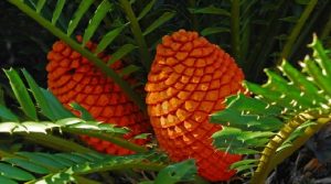 Cycads