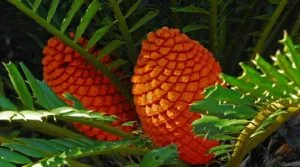 Cycads