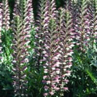 Acanthus mollis